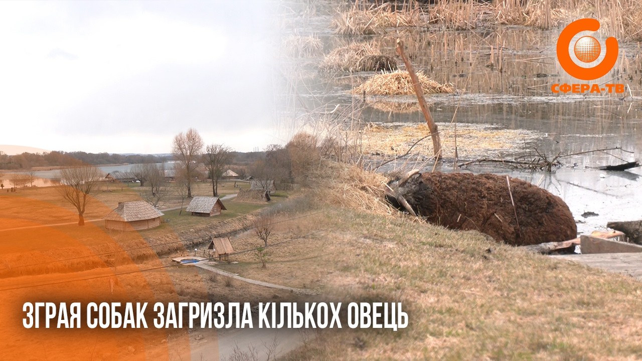 У Рівному на Оствиці зграя собак загризла чотирьох овець