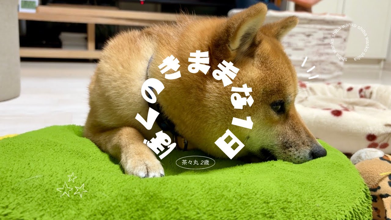 【豆柴 茶々丸 2歳】寝たい時に寝て、食べたい時には食べる柴犬