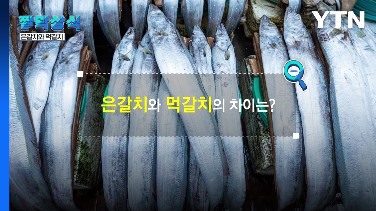 [짤막상식] 은갈치와 먹갈치의 차이는? / YTN