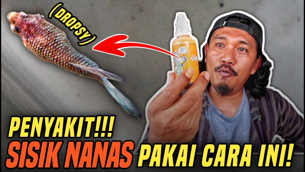 CARA MENGOBATI IKAN CUPANG TERKENA SISIK NANAS || MENYEMBUHKAN DROPSY