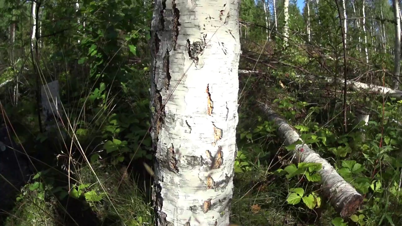 Metsolan Metsäkoulu 72, Visakoivikossa ihmettelemässä.