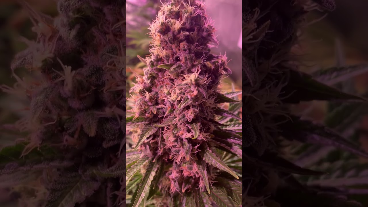 Barney&acute;s Farm y Toni13: Blue Gelato 41