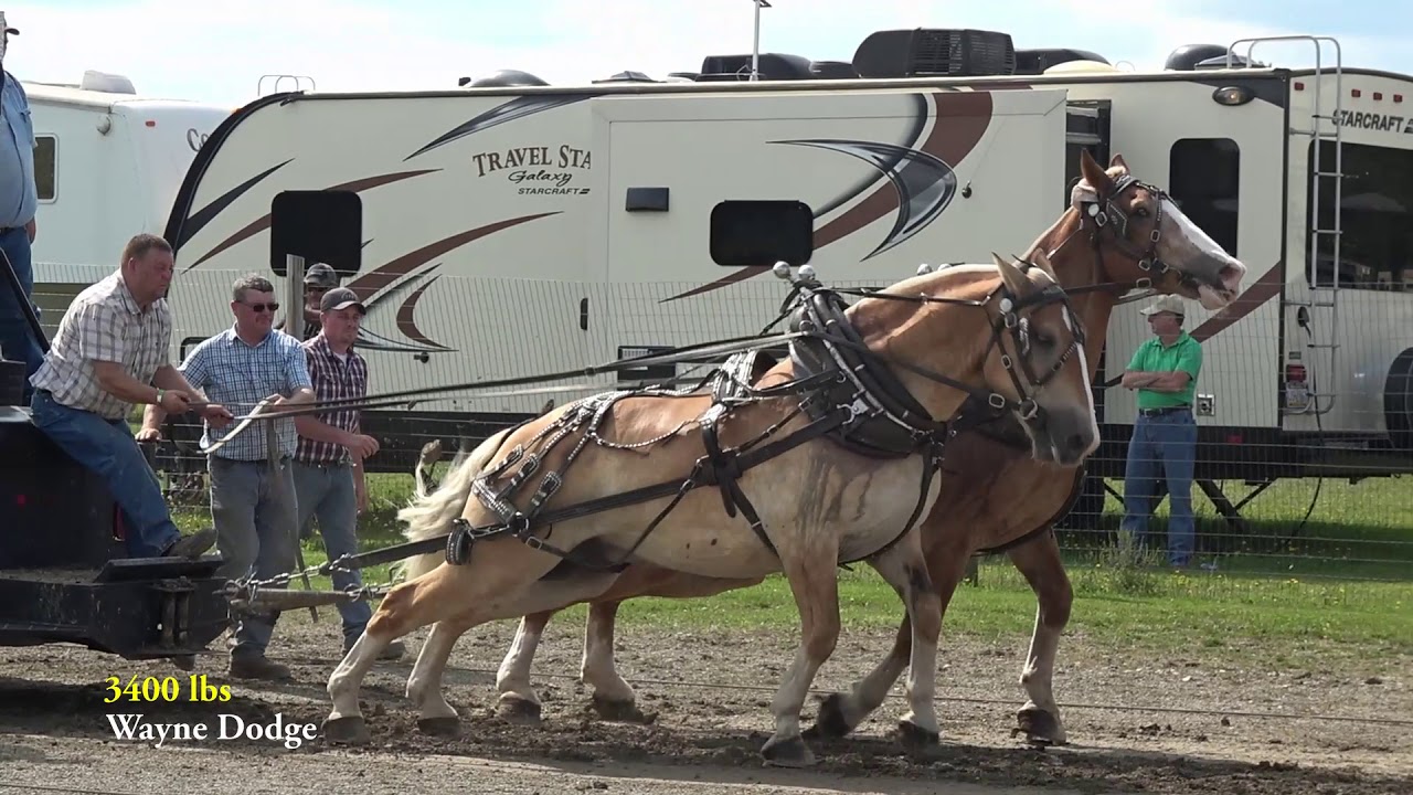 Woodhull,NY 2017 Lightweight Horse Pull