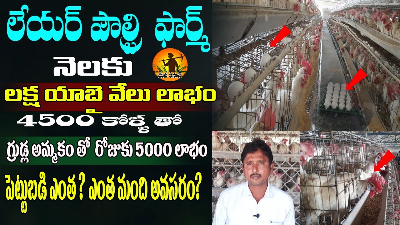 Layer Poultry Farm Business | Egg Farming Business | How to start layer poultry farm | Mana Kisan Tv