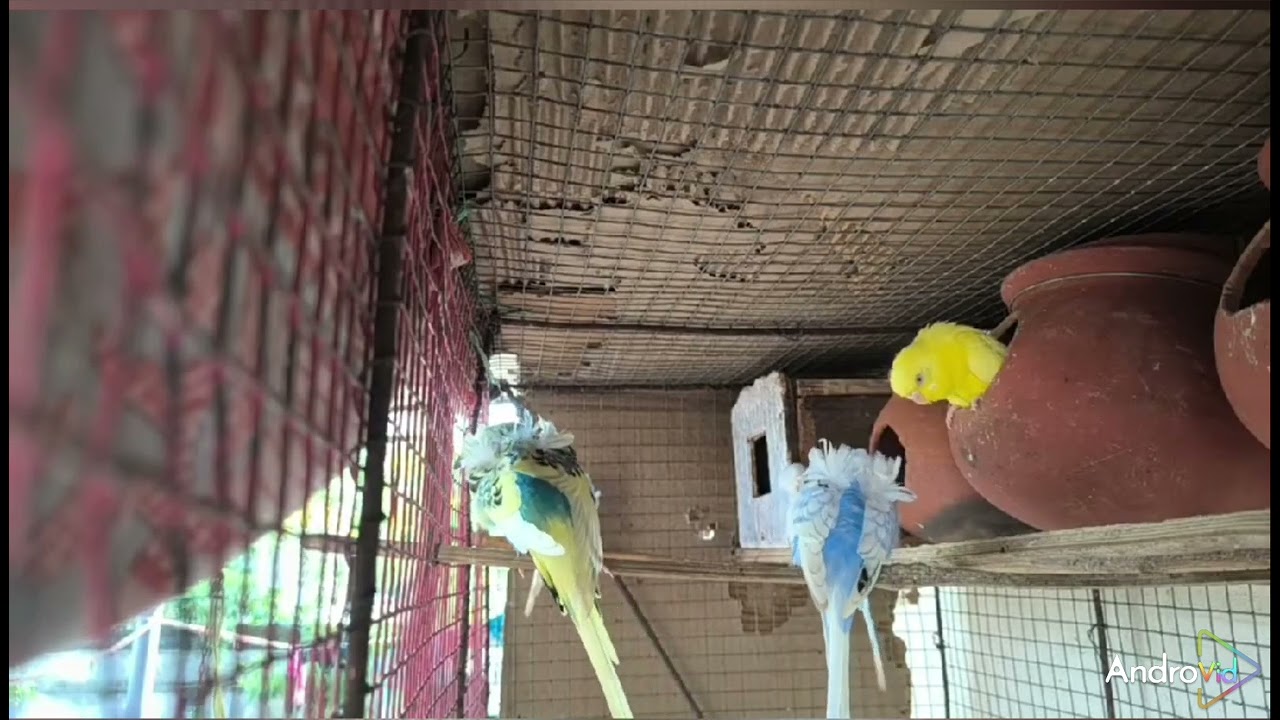 HELICOPTER BUDGIES 🦜🐦🕊️🥚🐣🐤🐥