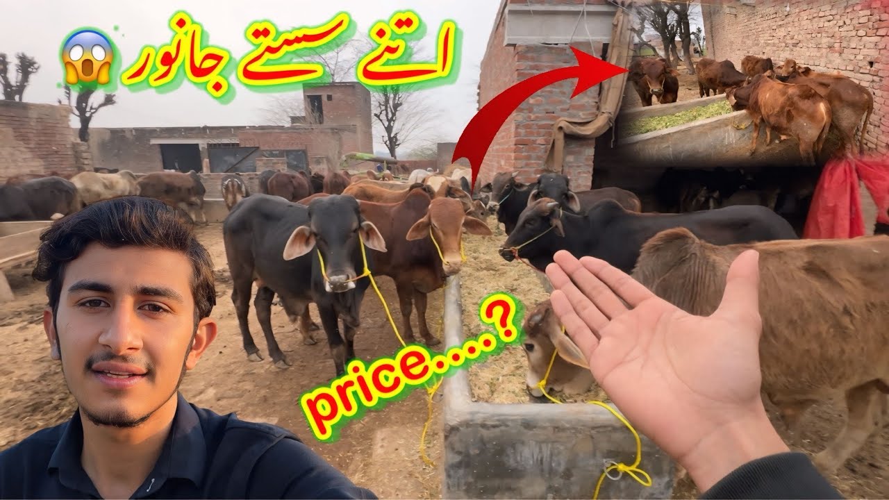 50 Plus Qurbani Ka Janwar😱Saste Janwar😍/koki pendu/Zohaib pendu/Hamza sidhu 