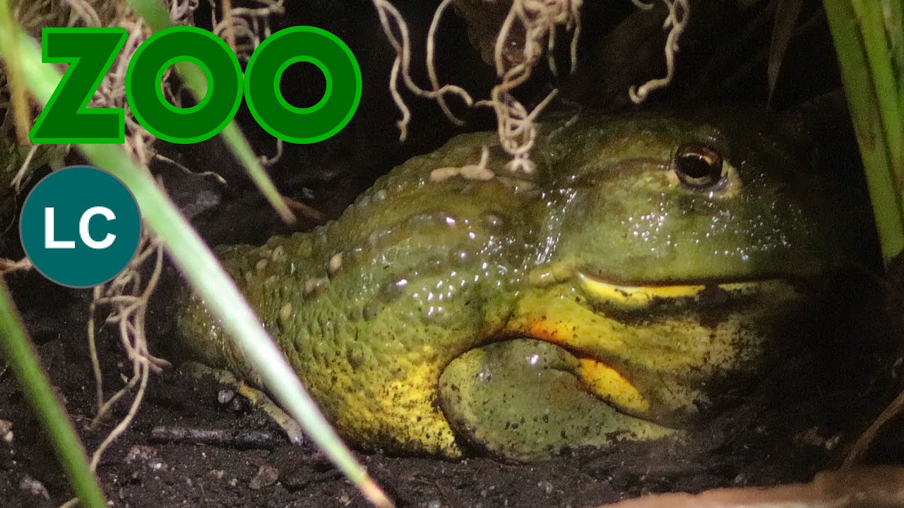African bullfrog (Pyxicephalus adspersus) Giant bullfrog, South African burrowing frog, Pixie frog