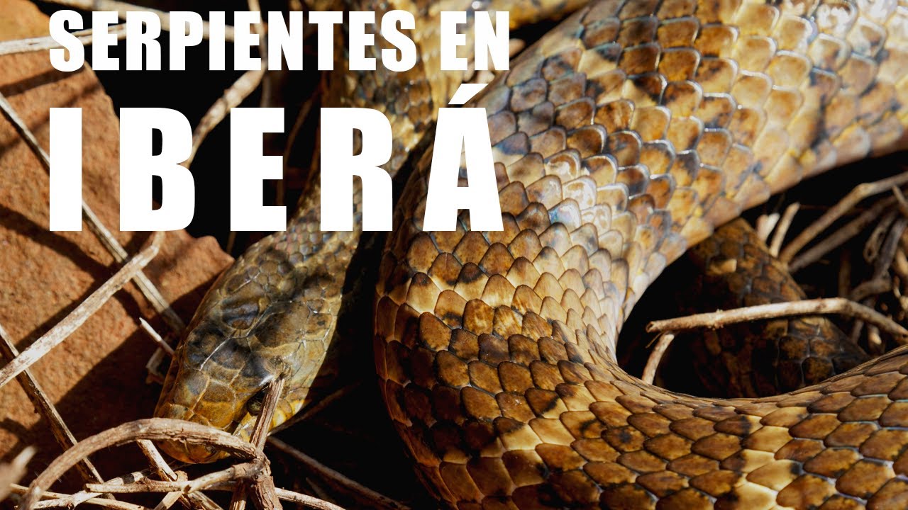 IBERÁ PROFUNDO: SERPIENTES Y CHAMAMÉ  -  CAPÍTULO 12
