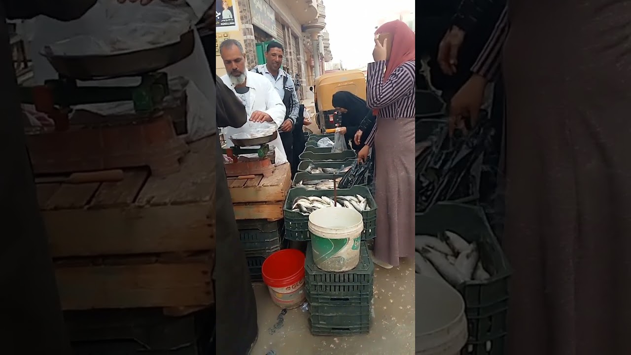 صباحكم كله رزق ان شاء الله اليوم الثلاثاء 17/2/2026 السمك وصل طازه بيلعب من المزرعه#اسماك