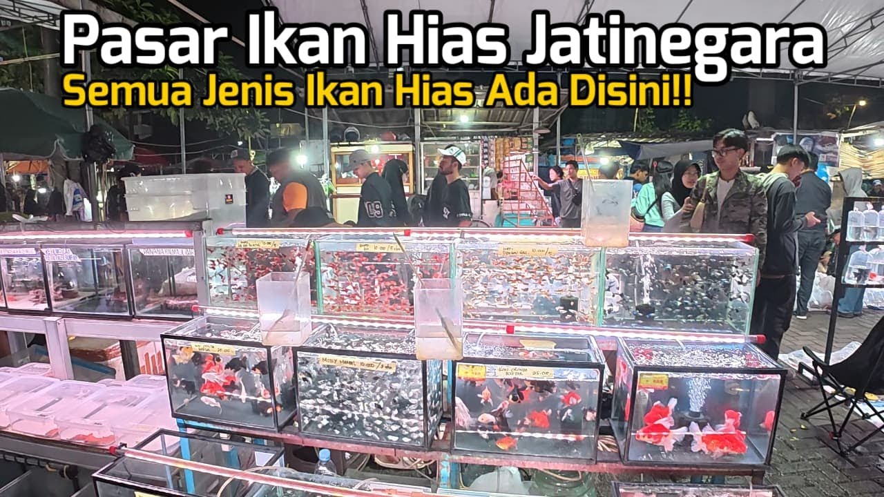 Pasar Ikan Hias Terlengkap di Jakarta Timur! | Suasana Pasar Ikan Hias Jatinegara Saat Malam Hari