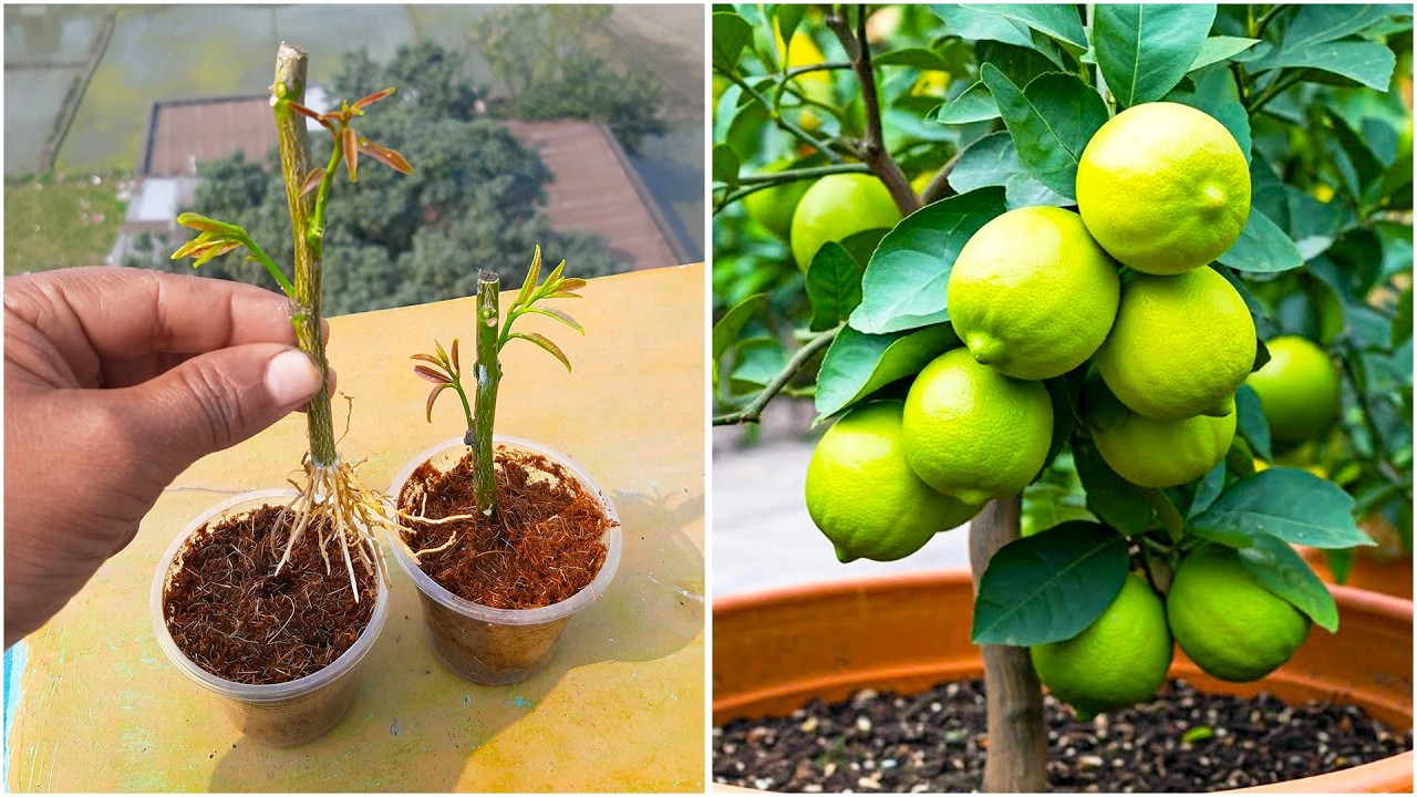 Stem turn into plant | Growing lemon plant at home from stem