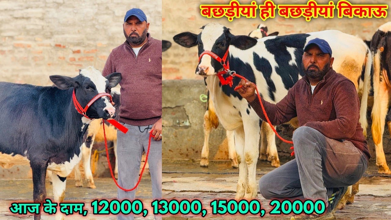 12000 से दाम शुरू, बछड़ीयां ही बछड़ीयां बिकाऊ। Top breed lowest price, Heifers for sale in Punjab