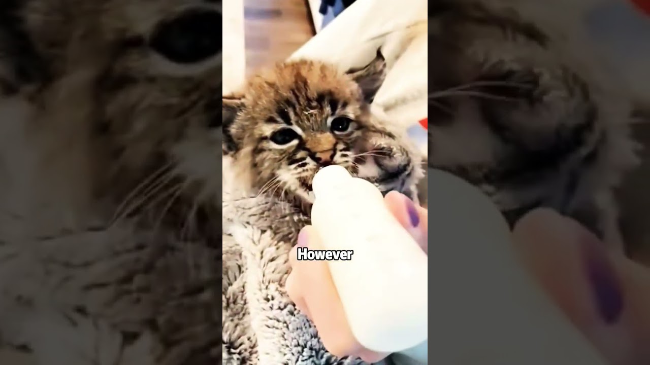 Mother cat picks up strange stiff kitten&bull;^&bull; | #cute #mothercat #stiff #kitten #animal #cats #cutecat