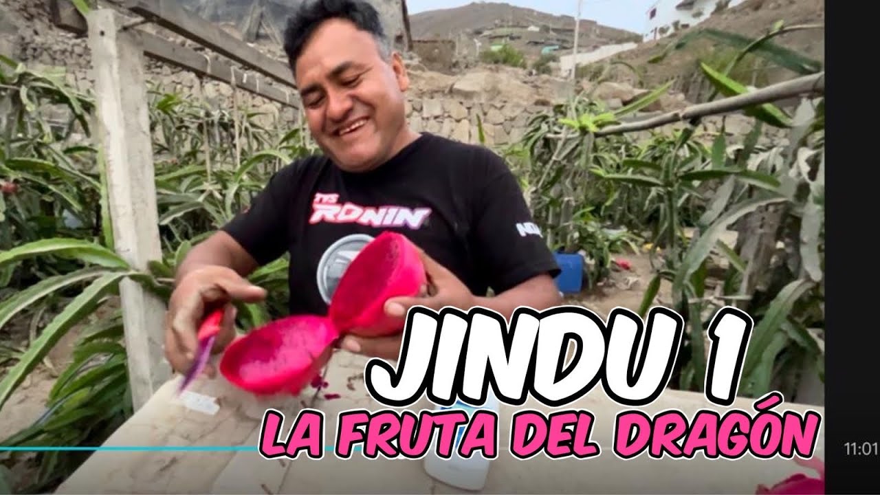 PITAHAYA VARIEDAD JINDU 1