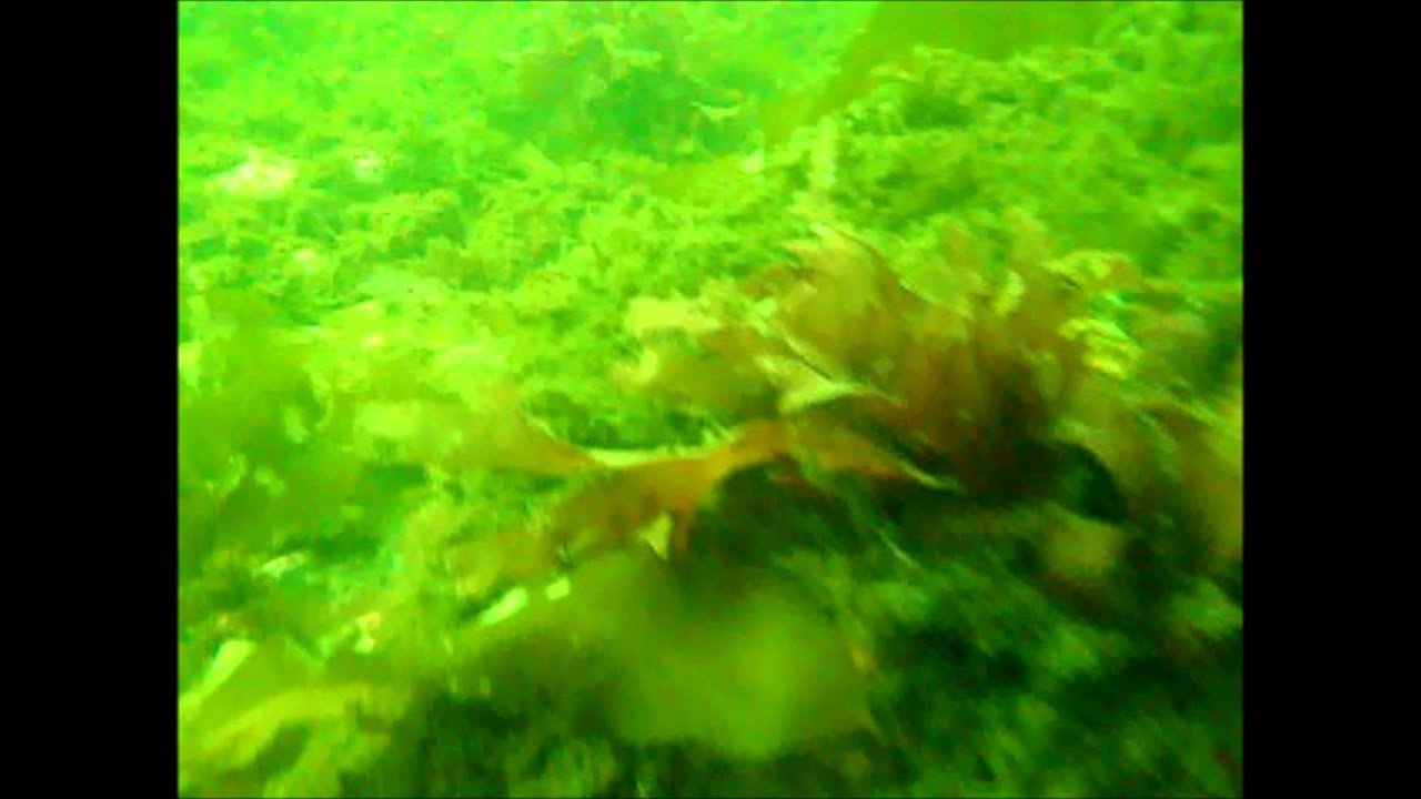 Plongée SCUBA DIVING Petit Rocher 7 août 2013 (Louez Dieu: Luc Dumont)