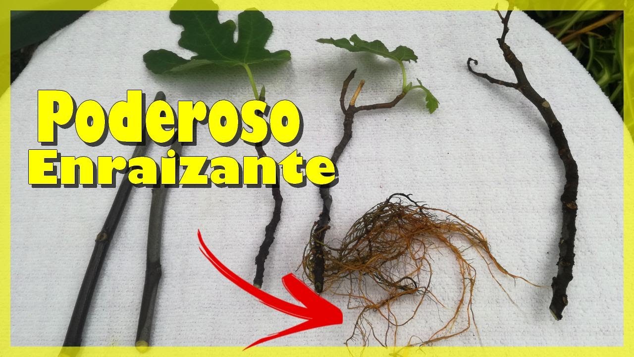 Poderoso ENRAIZANTE  para Esquejes de HIGUERA