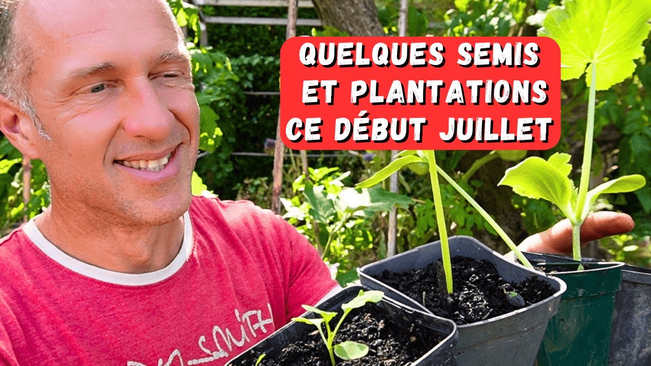 Début juillet au potager - avec les chaleurs...