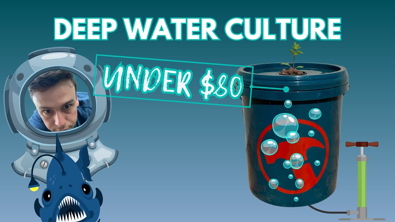DIY Deep Water Culture (DWC) Hydroponic System for Tomatoes, Capsicums, Cucumbers and more!