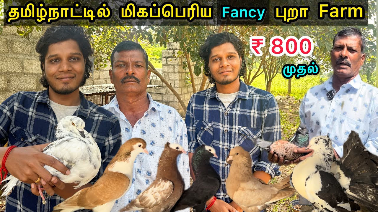 மிகப்பெரிய 🕊Fancy Pigeon Farm | இவ்ளோ variety iruka ? Pigeon farm Tamilnadu | half ground farming