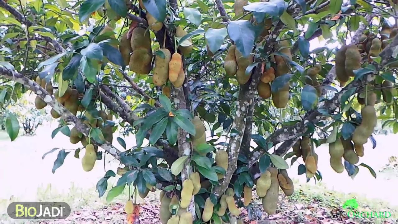 Cempedak - Organically Grown @ MK Orchard: 2