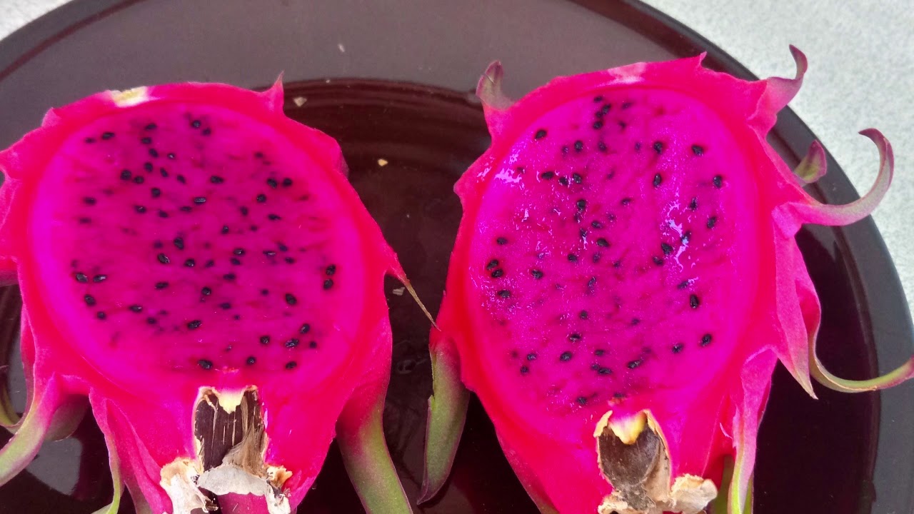 Adana’da Pitaya Yetiştiriciliğinde Yenilikçi Çözümler: İlk İki Hasat Tamamlandı, Devamı Yakında!