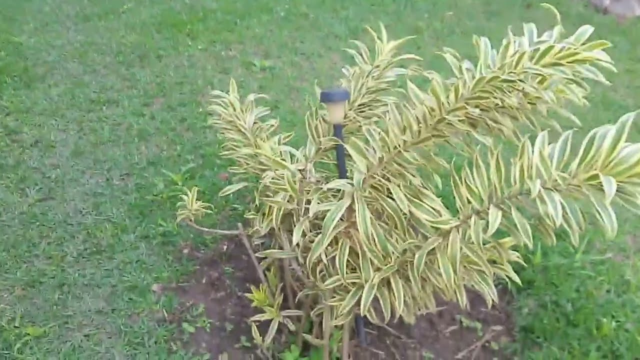 pleomele como e onde plantar