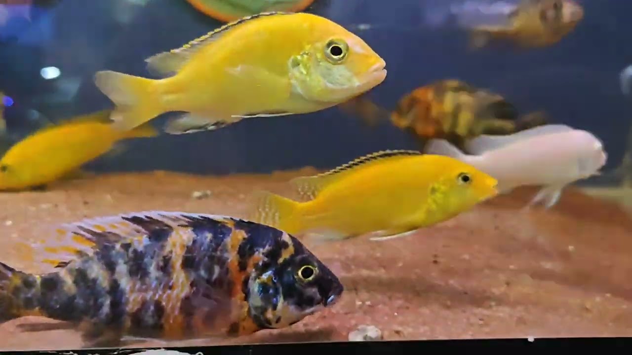 Aquarium fish verity available