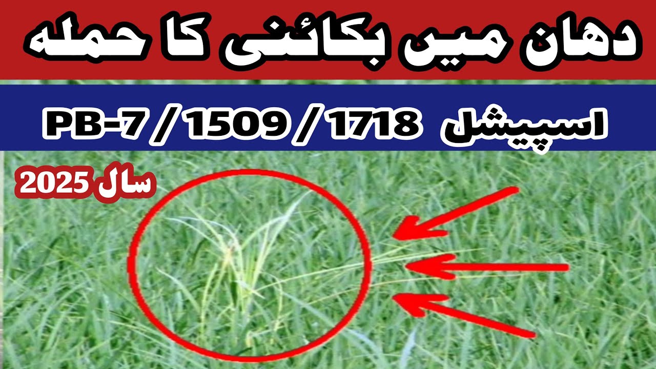 How to Control Bakaini Disease in Rice | Complete Paddy Disease Management || Paddy disease Control.