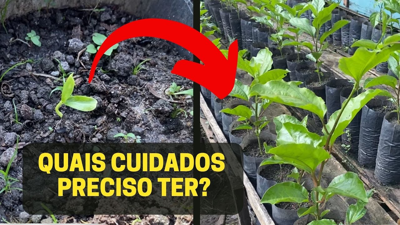 MUDAS DE MARACUJÁ DA EMBRAPA - BRS GIGANTE AMARELO (GAF1)