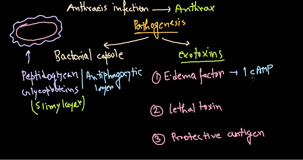 Bacillus anthracis pathogenesis