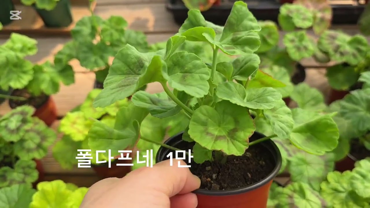 제라늄 분양합니다                            천천히보시고 문자남겨주세요 010-8302-1819 