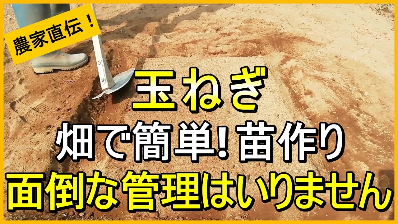 【玉ねぎ栽培】苗を買うより断然お得！畑で簡単に苗を作る方法【有機農家直伝！無農薬で育てる家庭菜園】　25/9/9