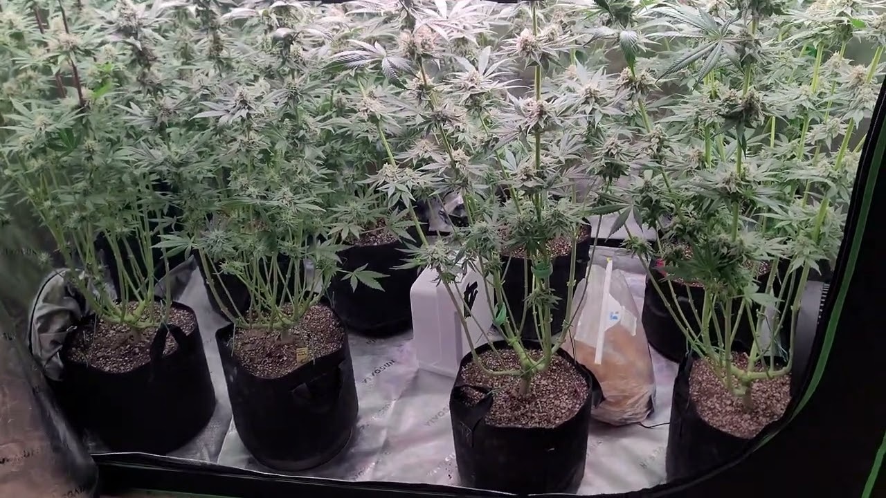 Black cherry gushers, Cherry poppers, Lemon cherry gelato , at 6&frac12; weeks into flower