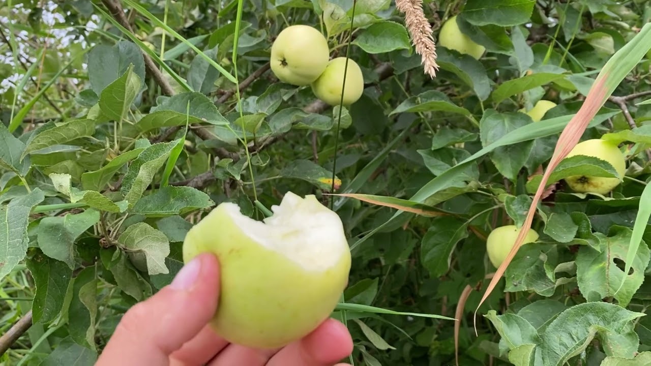 Yellow Transparent and Discovery Apple Taste Test