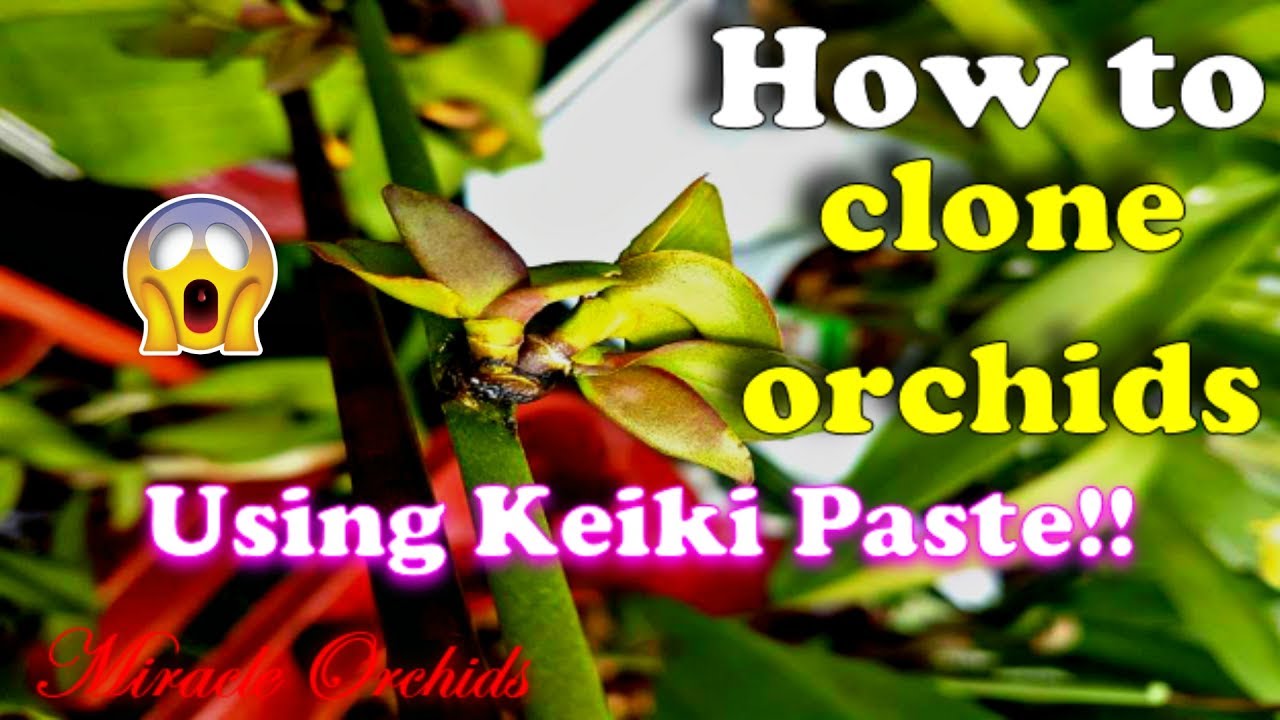 How to clone orchids using keiki paste | Propagating phalaenopsis, dendrobium, catasetum & others!