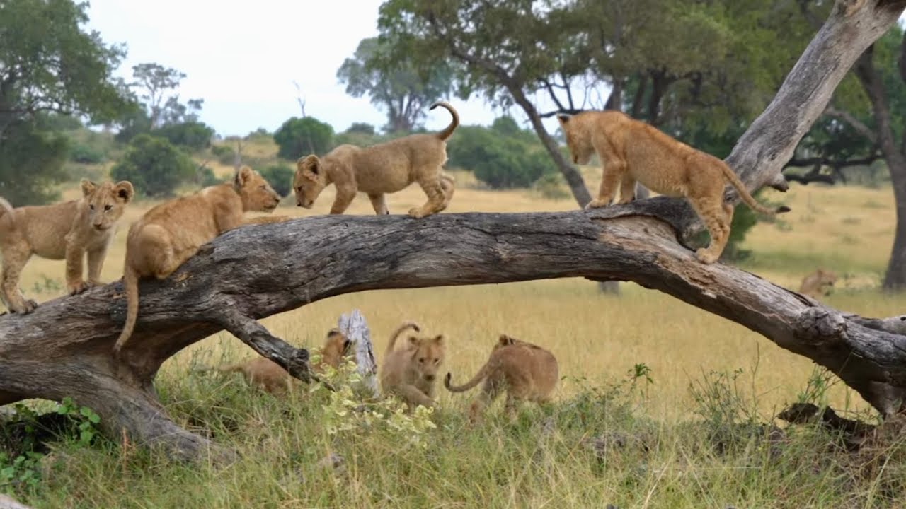 A Magical Morning with the KAMBULA PRIDE