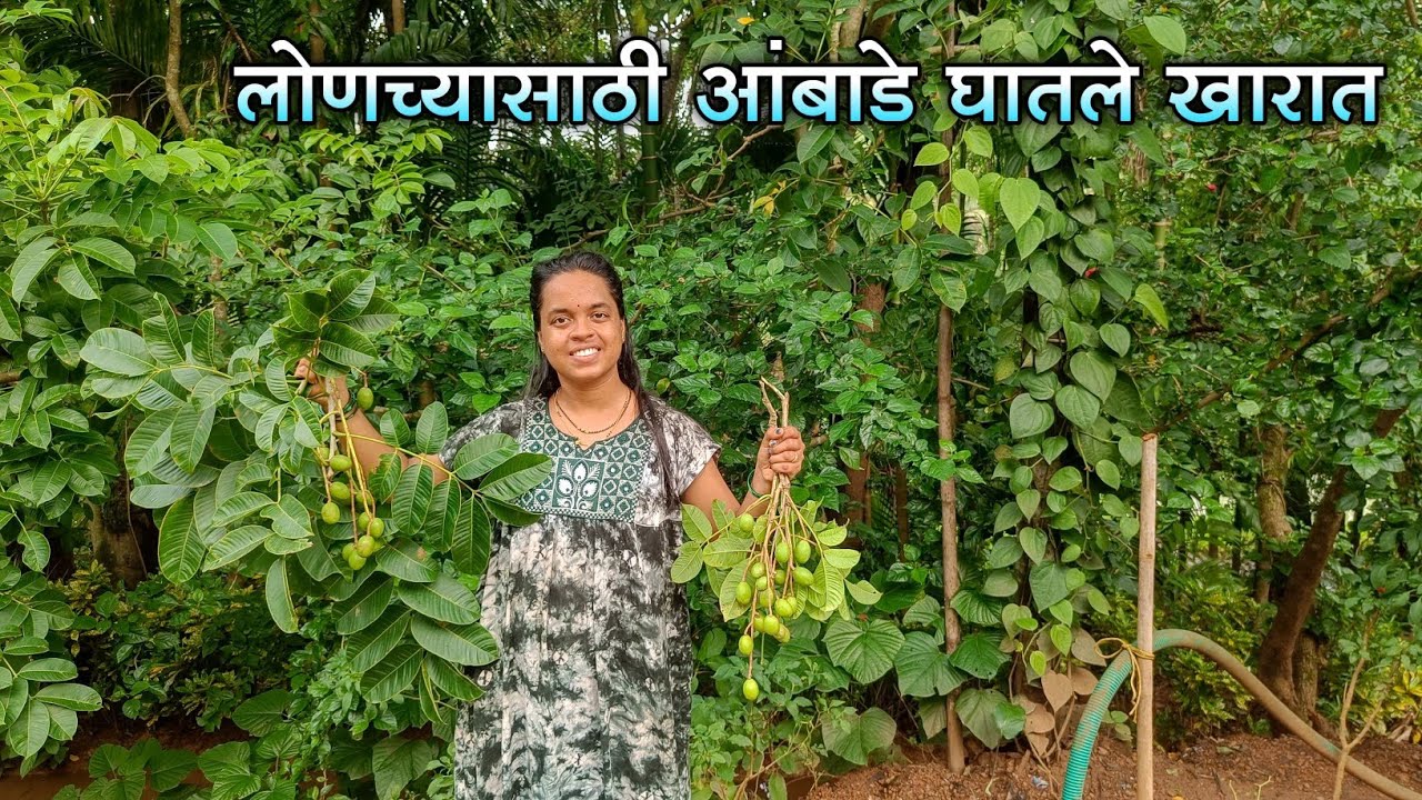 आंबाड्याच्या झाडावरून लोणच्यासाठी काढले आंबाडे|आंबाडे खारात कसे घालतात ?