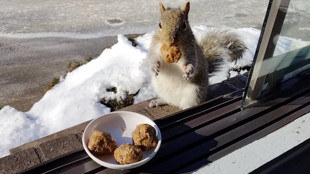 It's time to boost the squirrels immunity