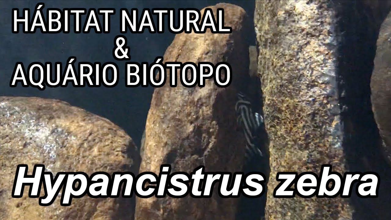 Habitat natural e aqu&aacute;rio bi&oacute;topo de Hypancistrus zebra (L46)