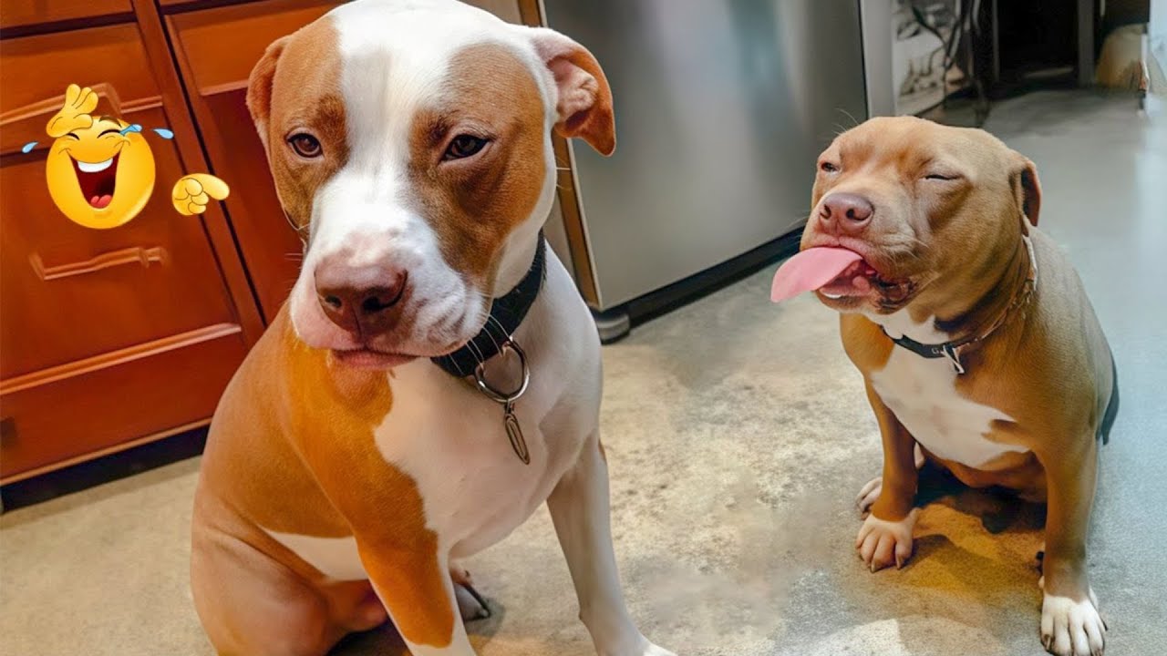 Hilarious Dogs That Will Make You Laugh Instantly 😂🐶 Funny Dog Video 2026