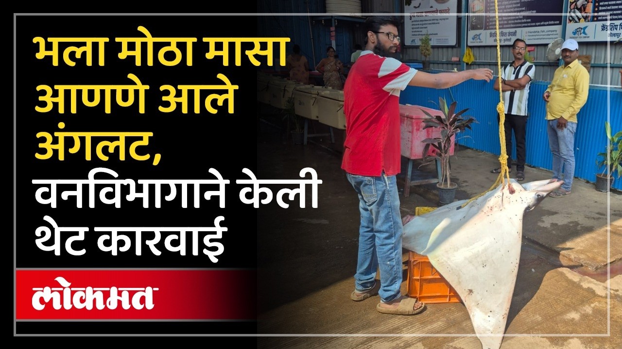 Kolhapur: प्रसिद्धी मिळवण्यासाठी भला मोठा मासा आणला... वनविभागाला माहिती मिळताच केली कारवाई... DU3