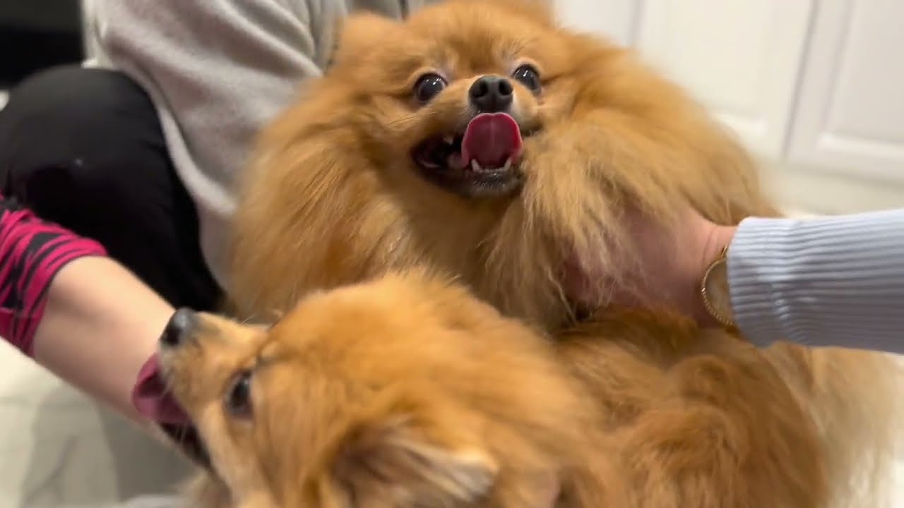 Вязка собак породы малый немецкий шпиц / First mating of dogs / Первая брачная ночь
