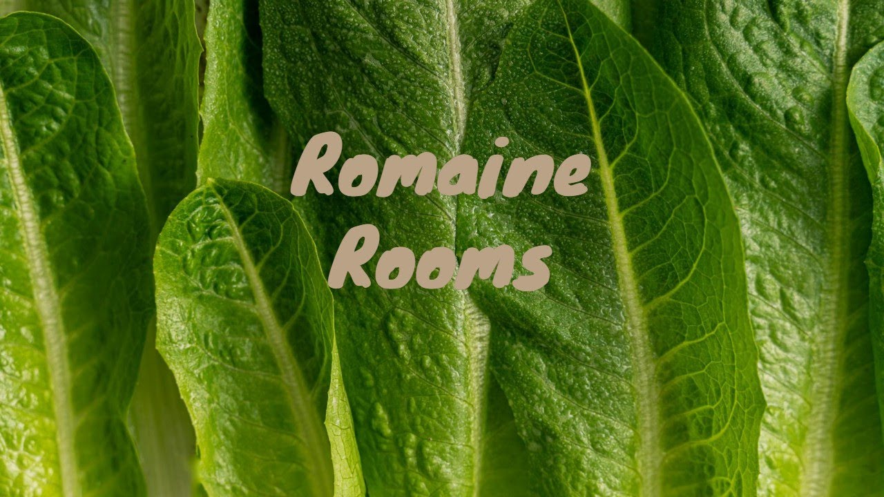 Mastering Romaine Lettuce In Containers