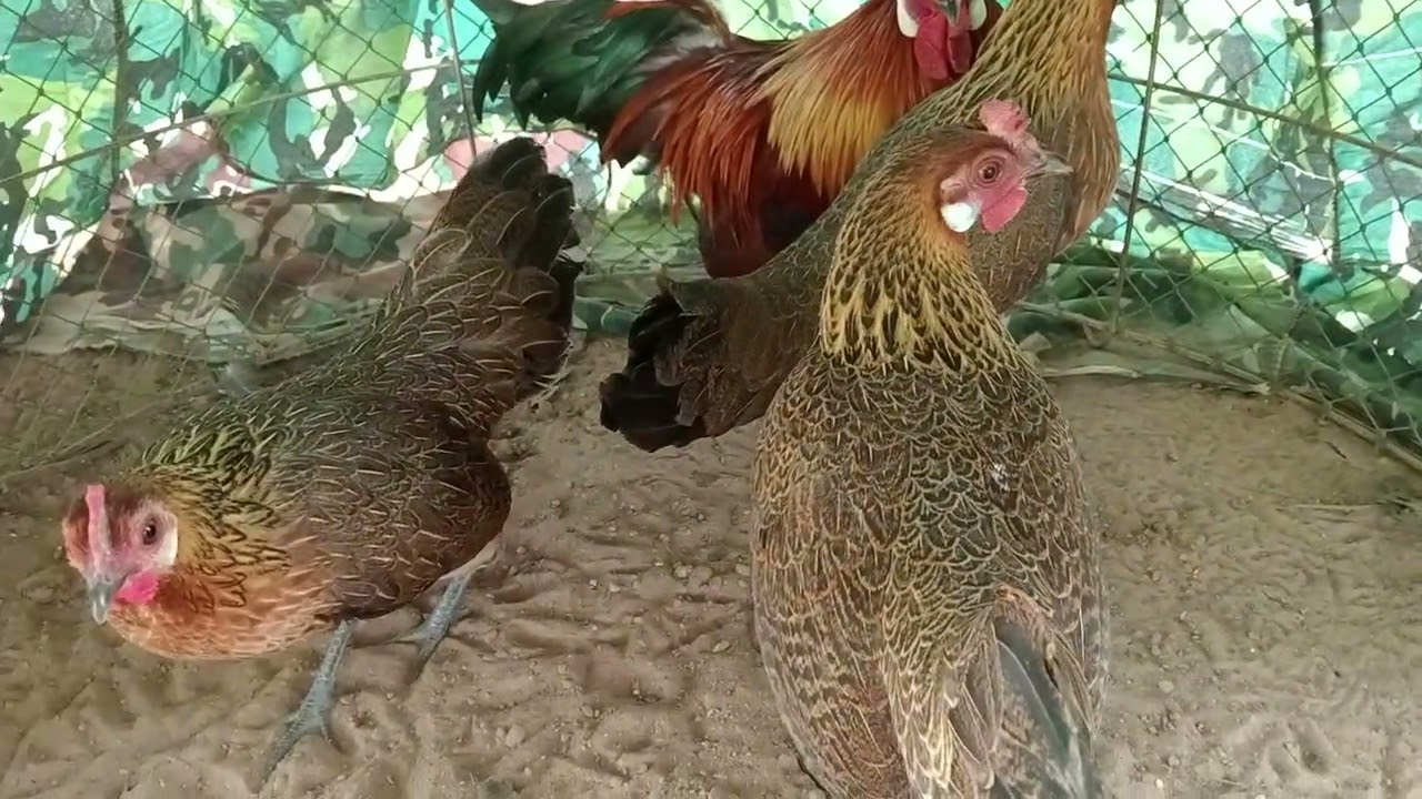 ไก่ต่อหูขาว