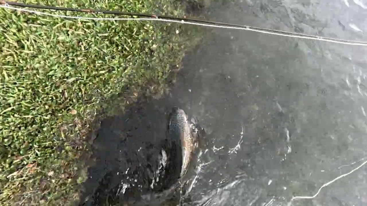 TRUCHON DORADO / RIO SERRANO / SPEY FISHING 🇨🇱