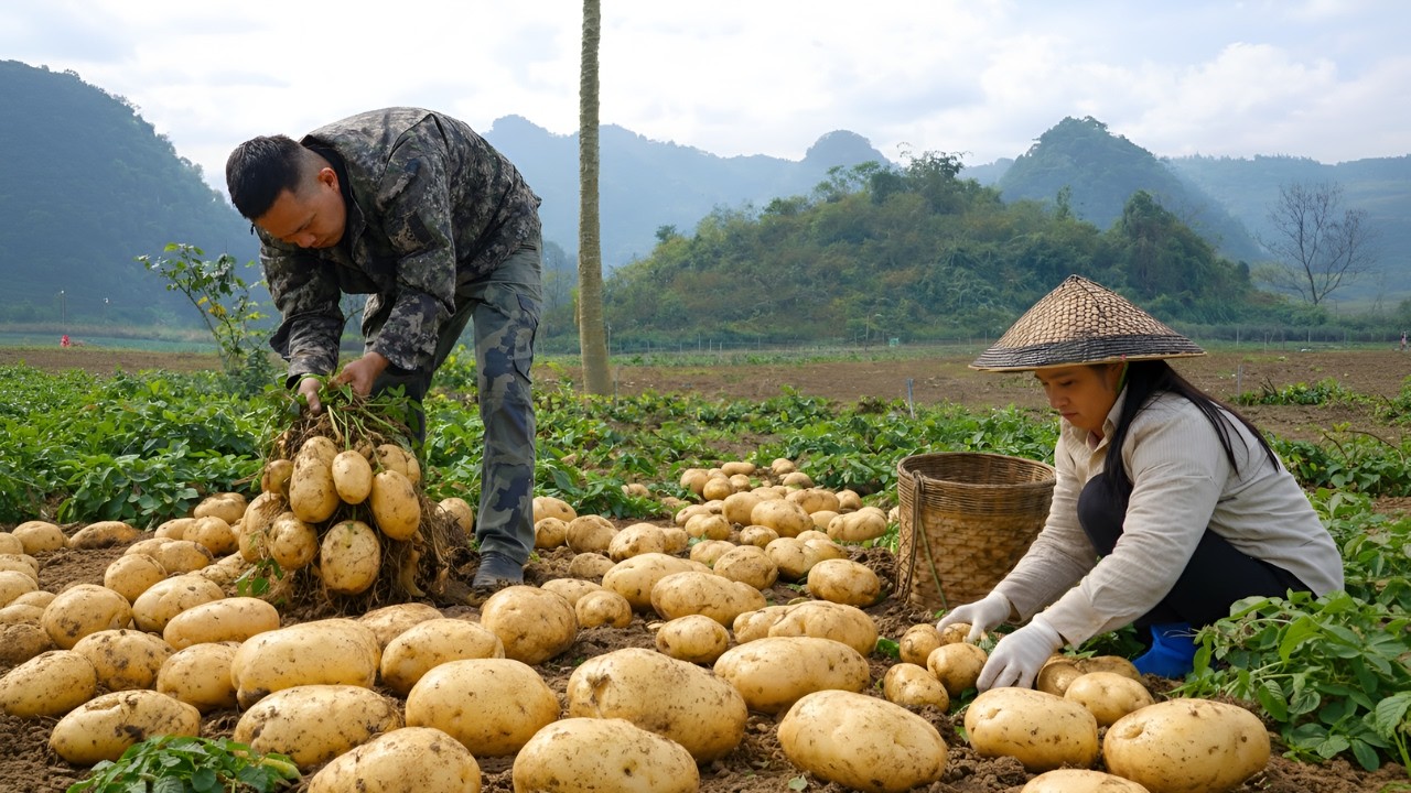 Joining my husband in the field to harvest potatoes - Making delicious fried potato cakes