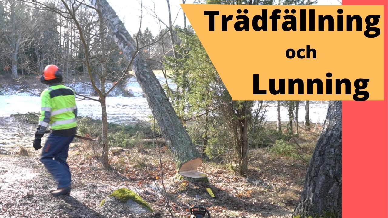 Trädfällning, lunning och MISSTAG!
