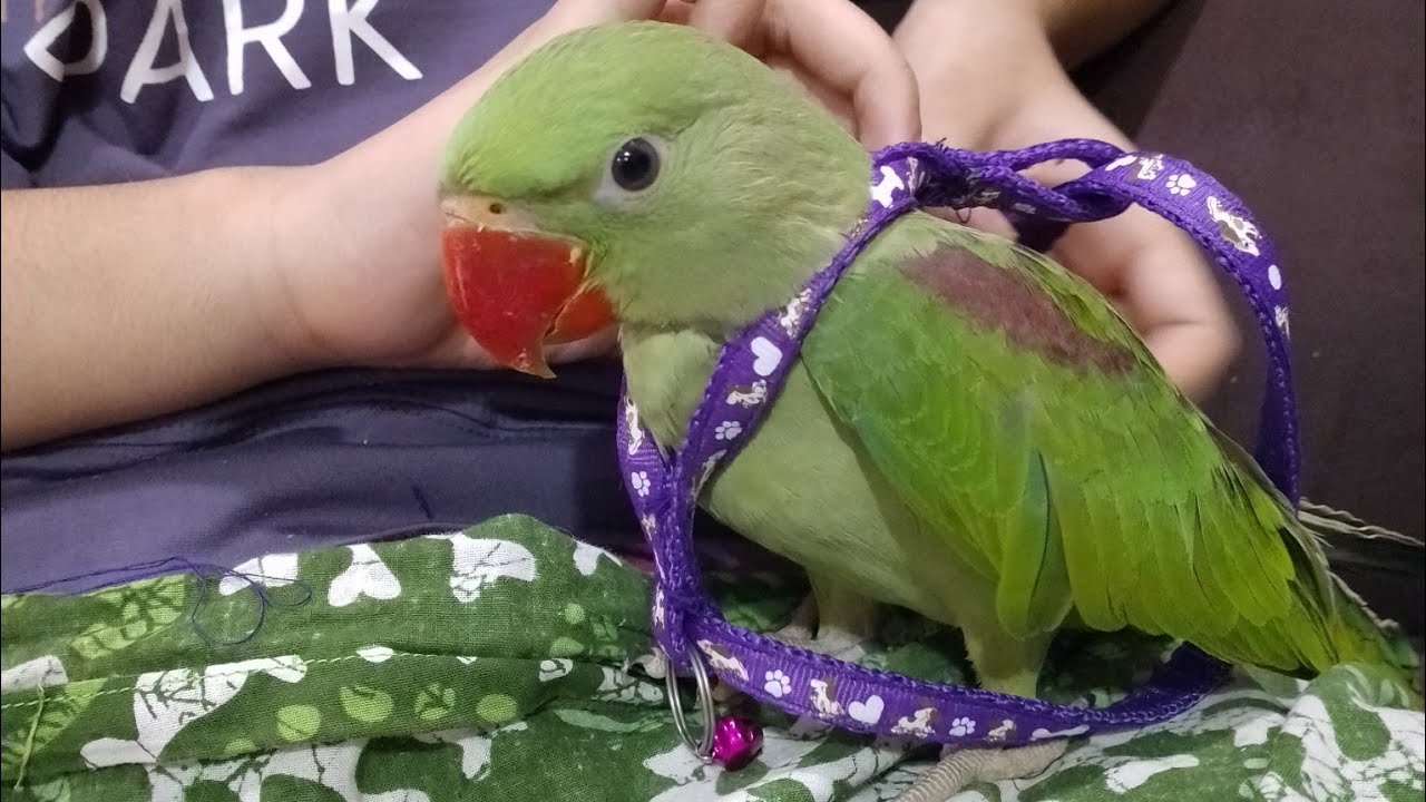 Making parrot harness at home || Ghar per parrot ka harness Kaise banaen simple tric# vlogs
