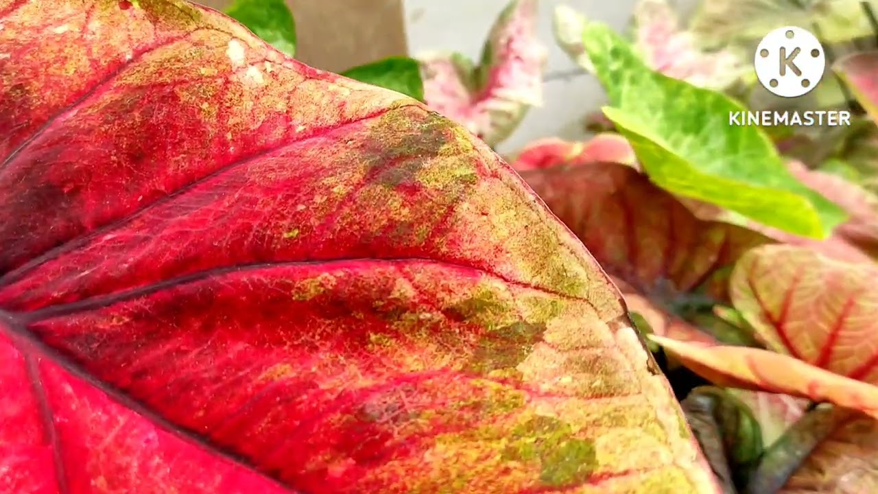Syurga keladi/caladium di Punggelan Banjarnegara melayani pembelian online cp/wa 081996888474