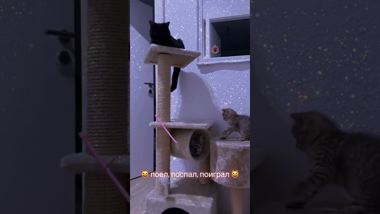 Video about little kittens